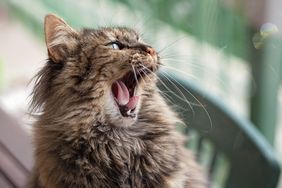 cat-yawn-getty