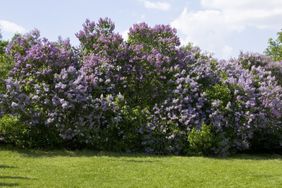 A row of blooming lilac bushes in a grassy field with a cloudy sky in the background