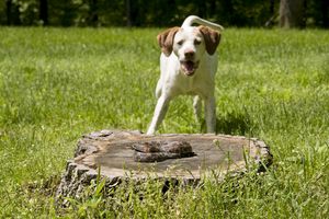 A dog standing near a tree stump with a snake on it in a grassy outdoor setting