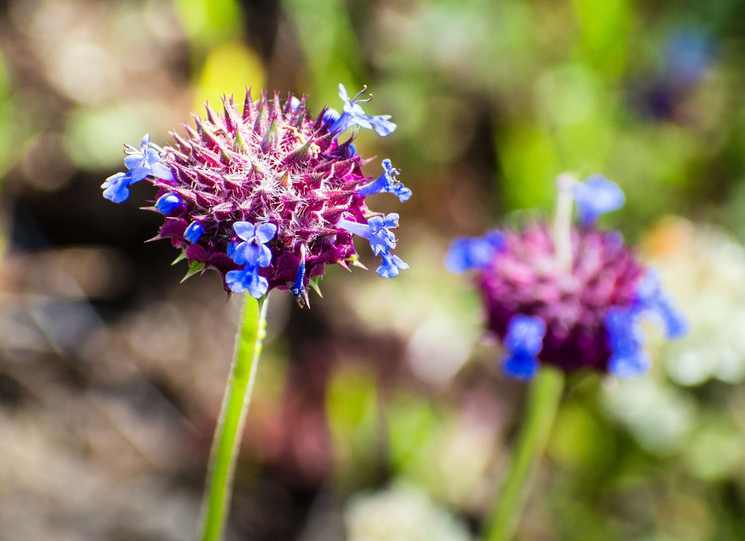 close up of chia plant