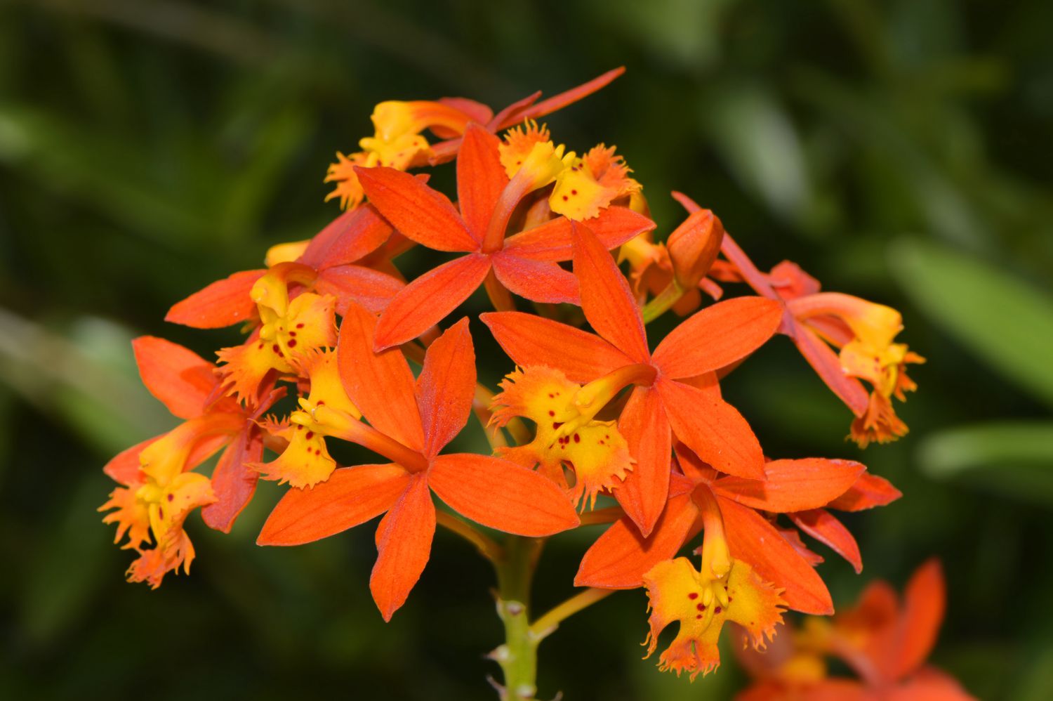 Fire-star orchid up close