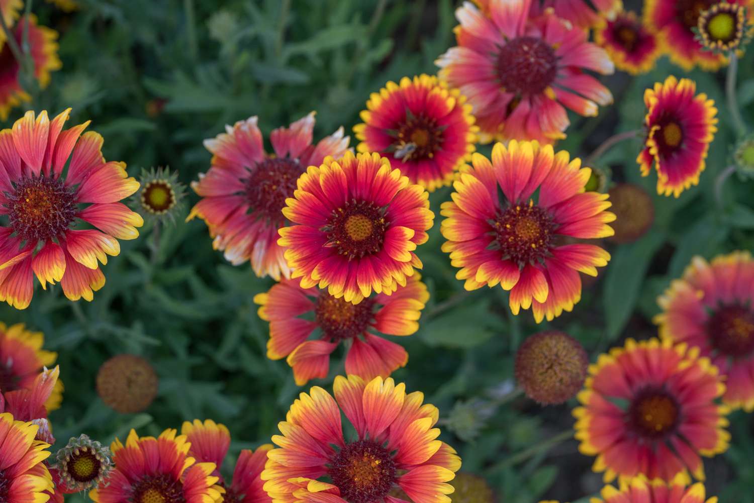 A cluster of flowers in full bloom with green foliage in the background