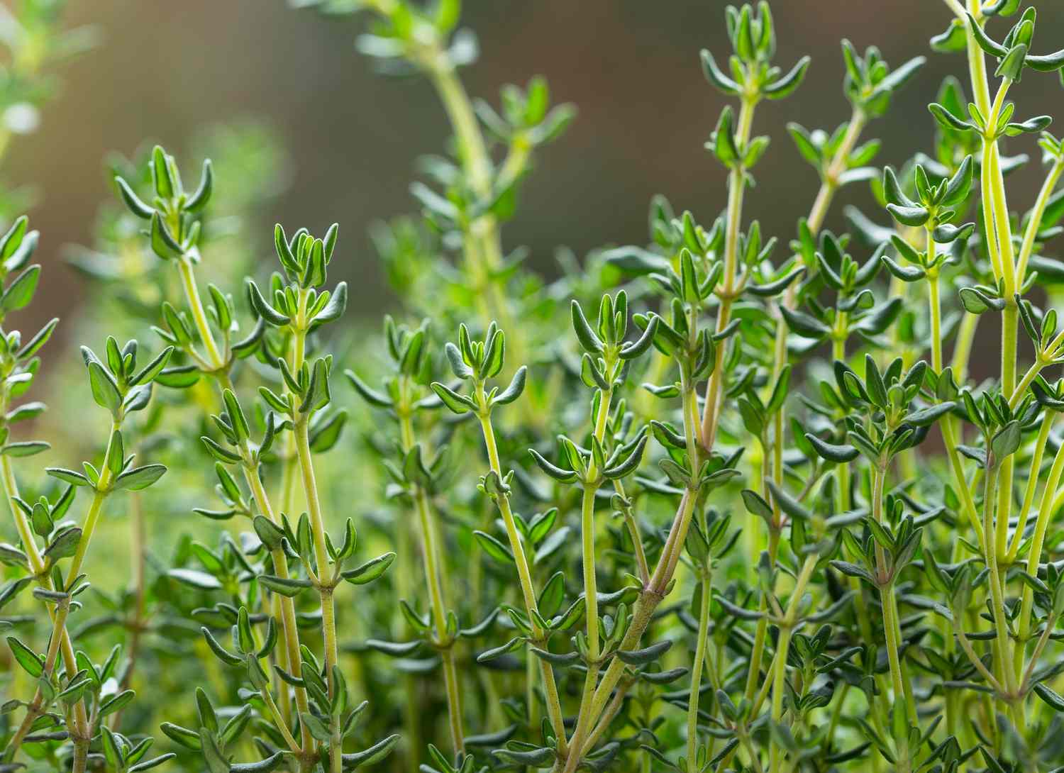 thyme growing in a garden