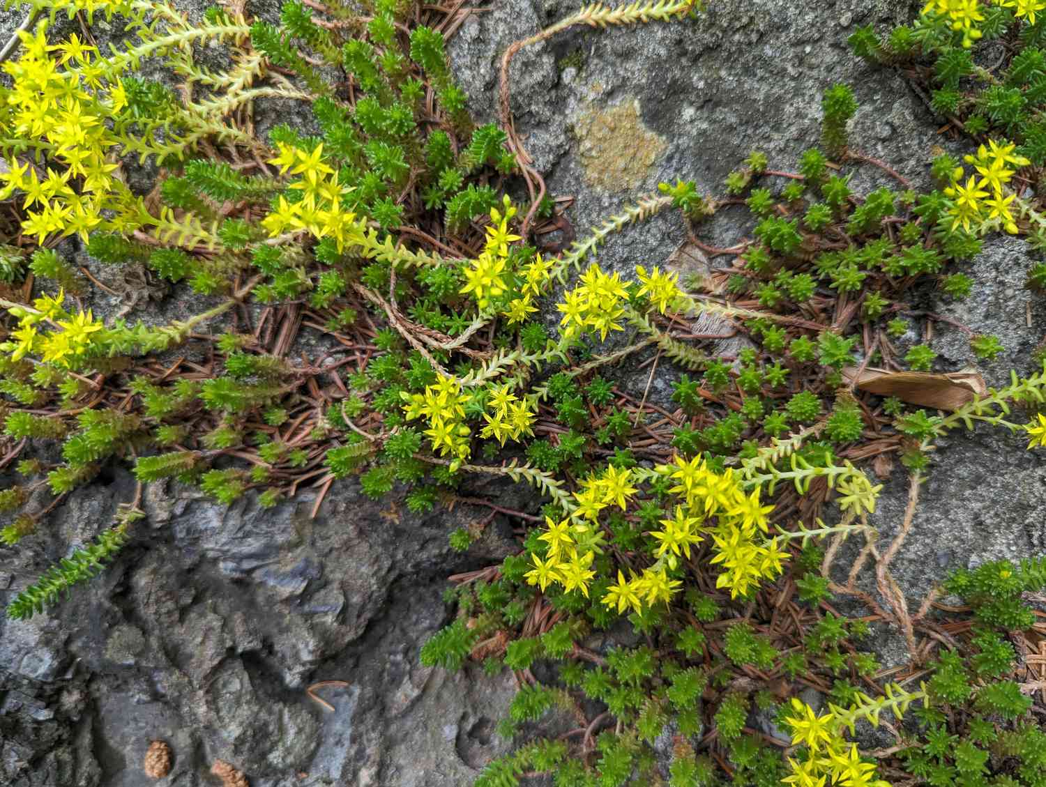 Gold Moss