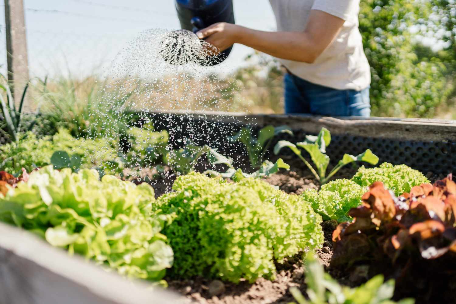 Person watering vegetable plants in a garden bed