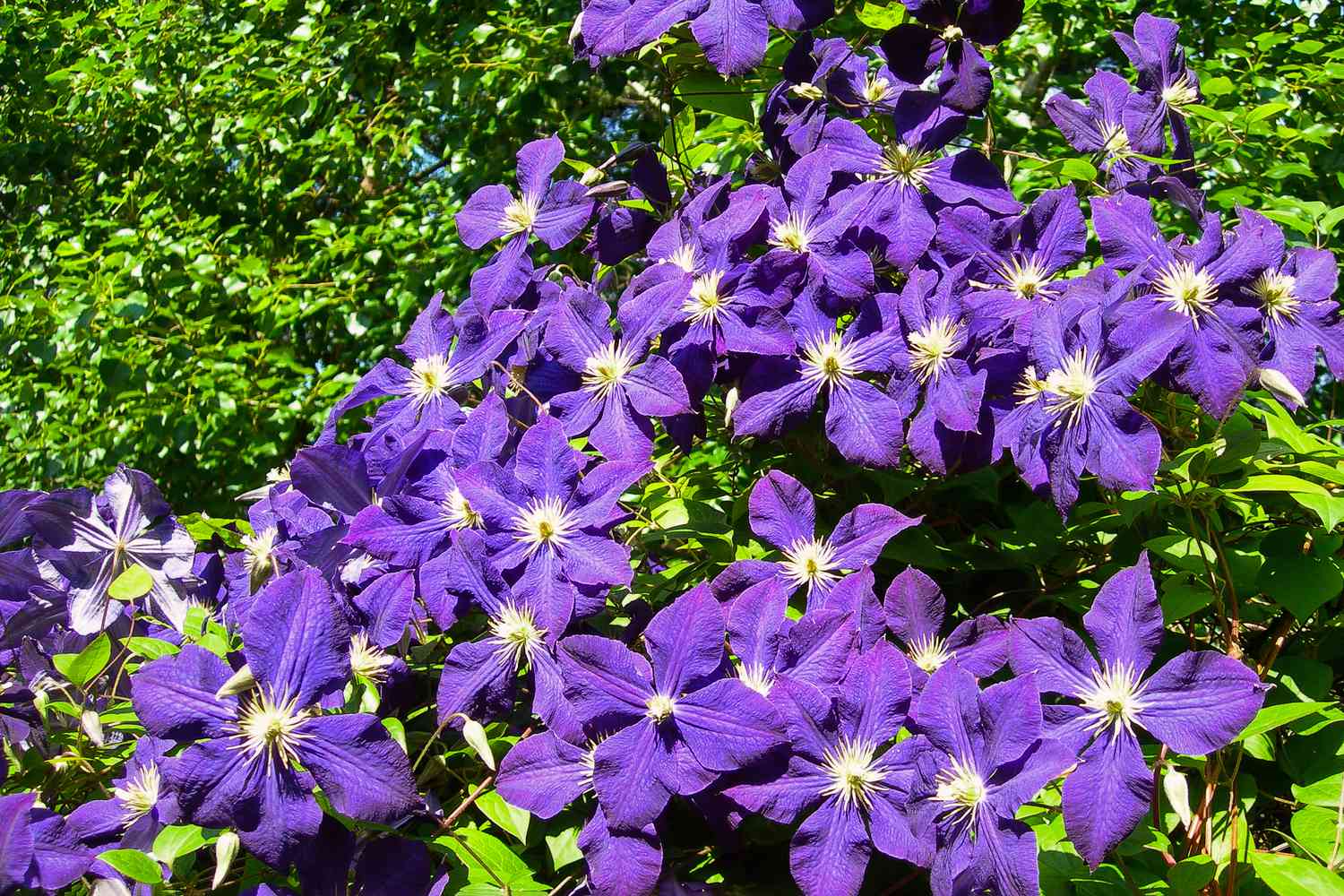 purple clematis flowers