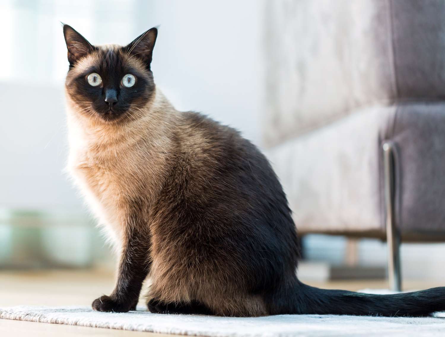 siamese cat