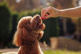 A dog reaching for a treat from a persons hand outdoors