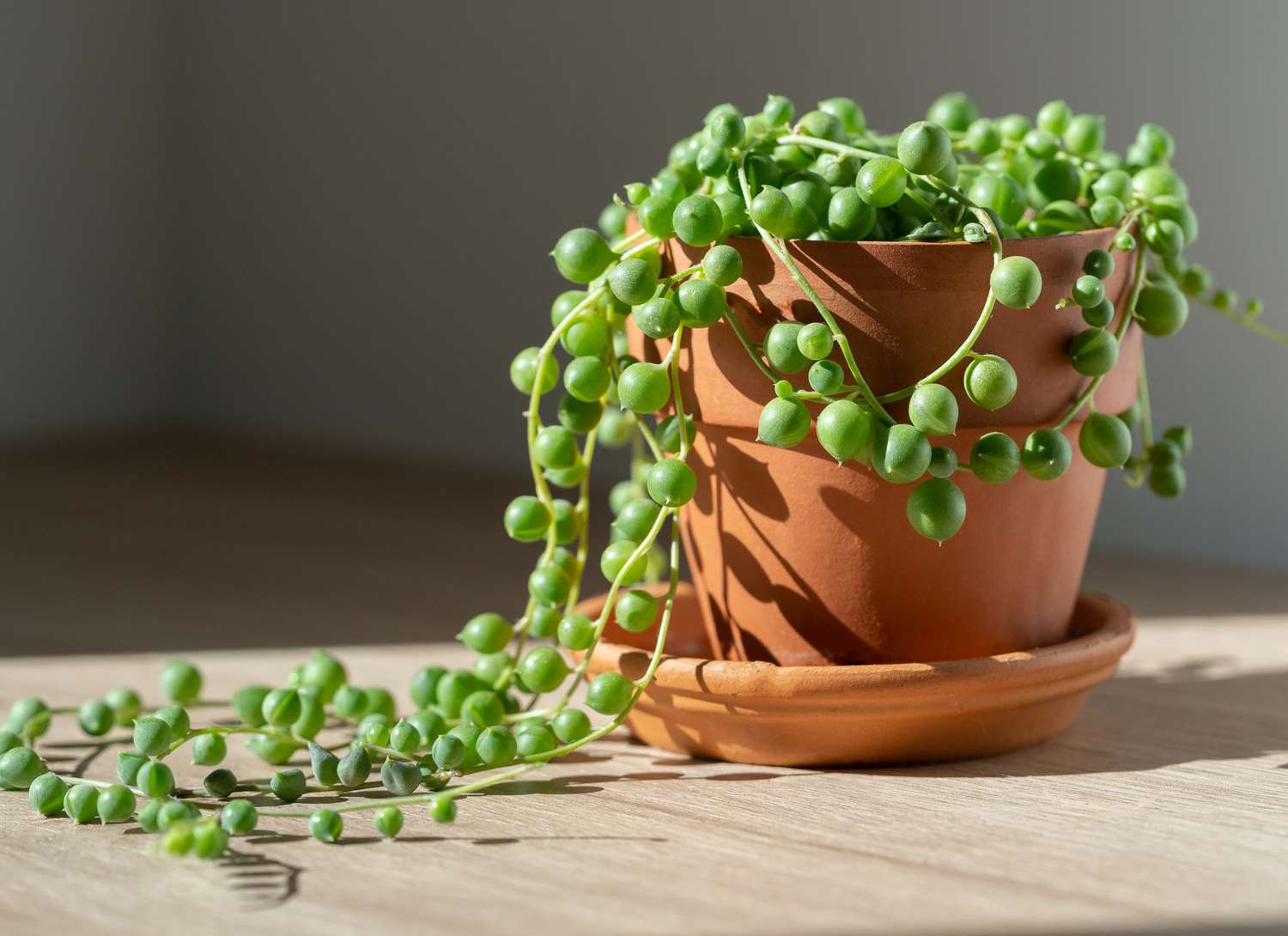 string of pearls plant in a terracotta pot