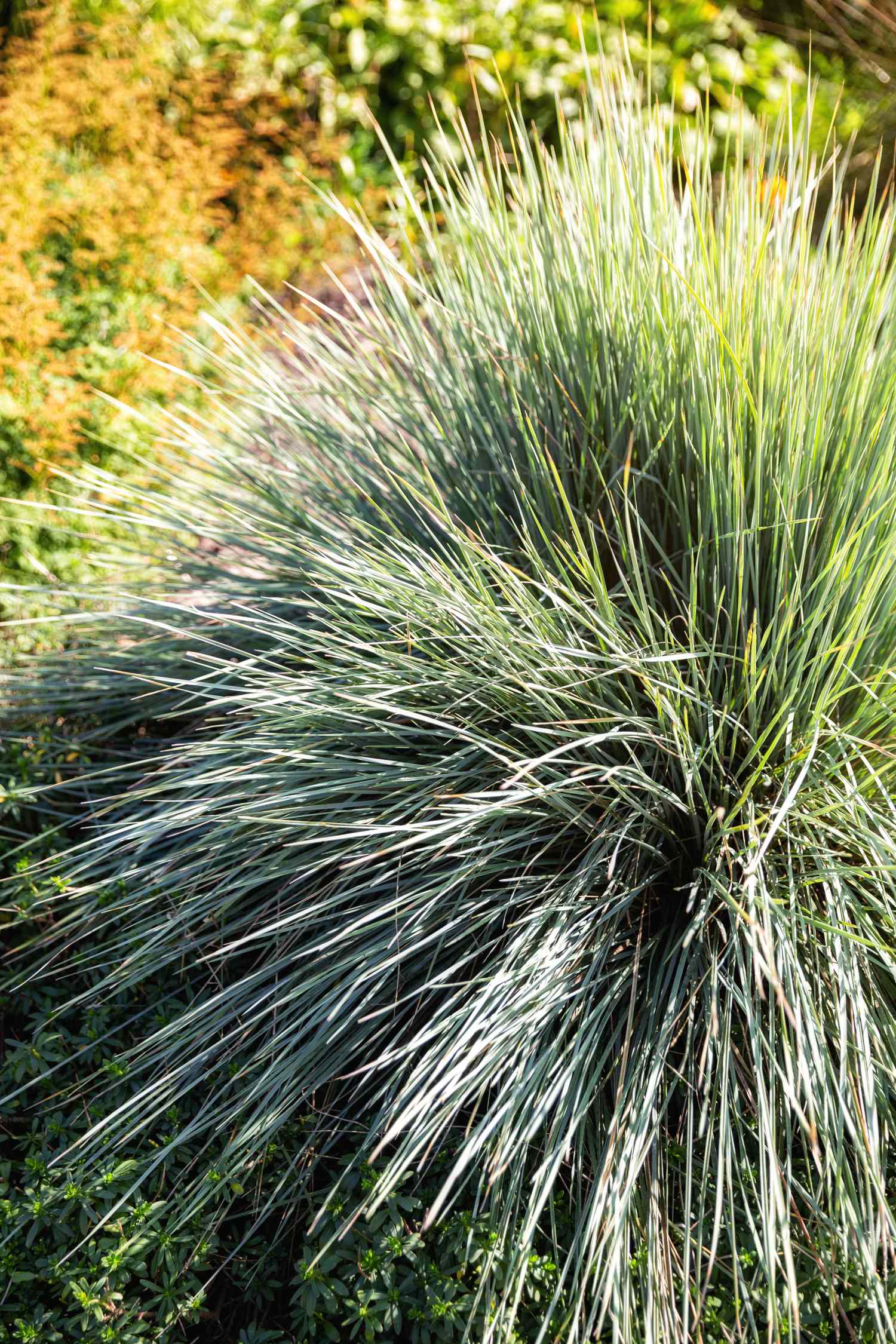 A bushy ornamental grass in a garden