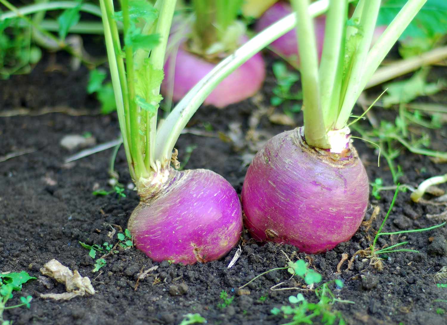 Turnips in the garden