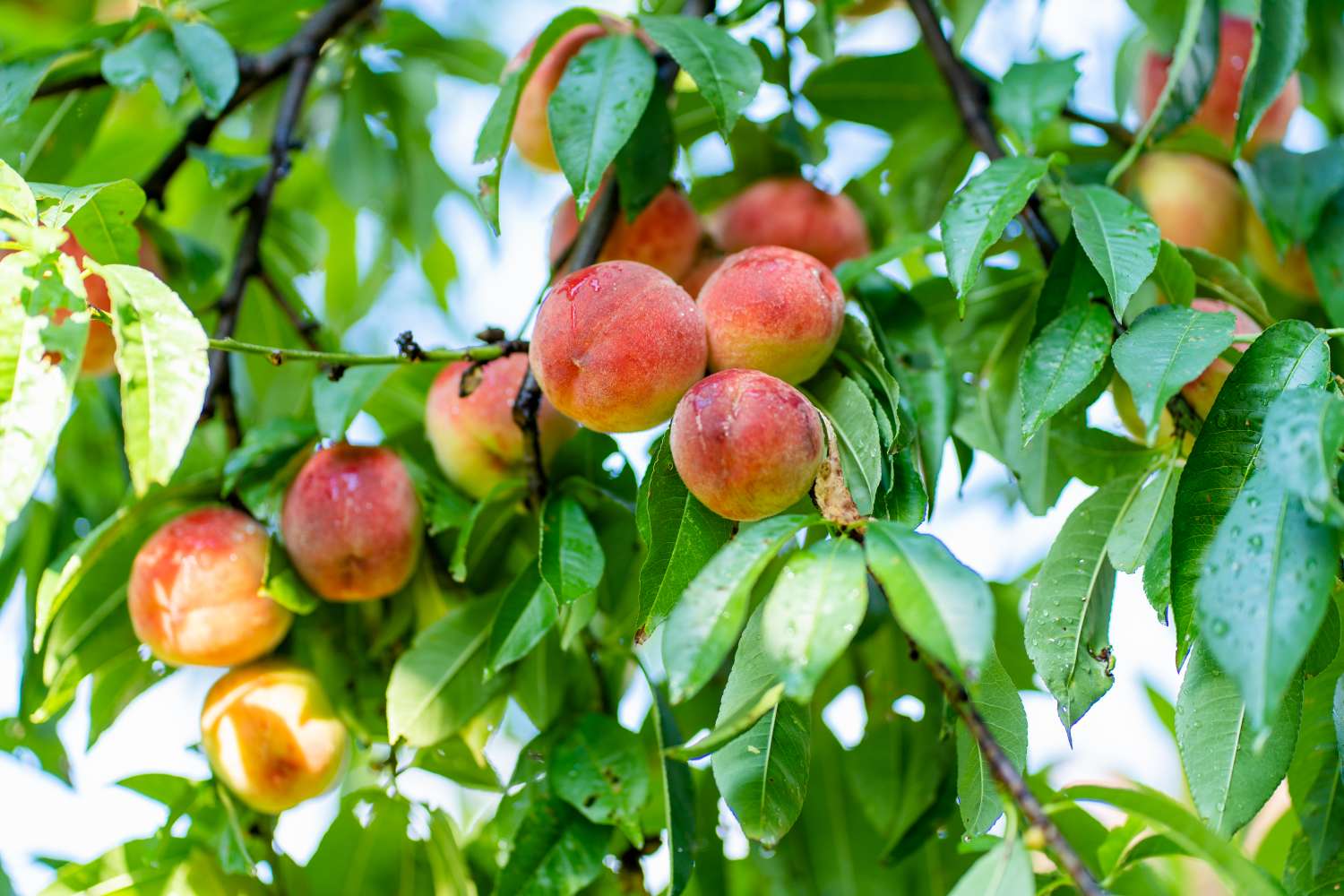Peaches growing on a tree branch among green leaves