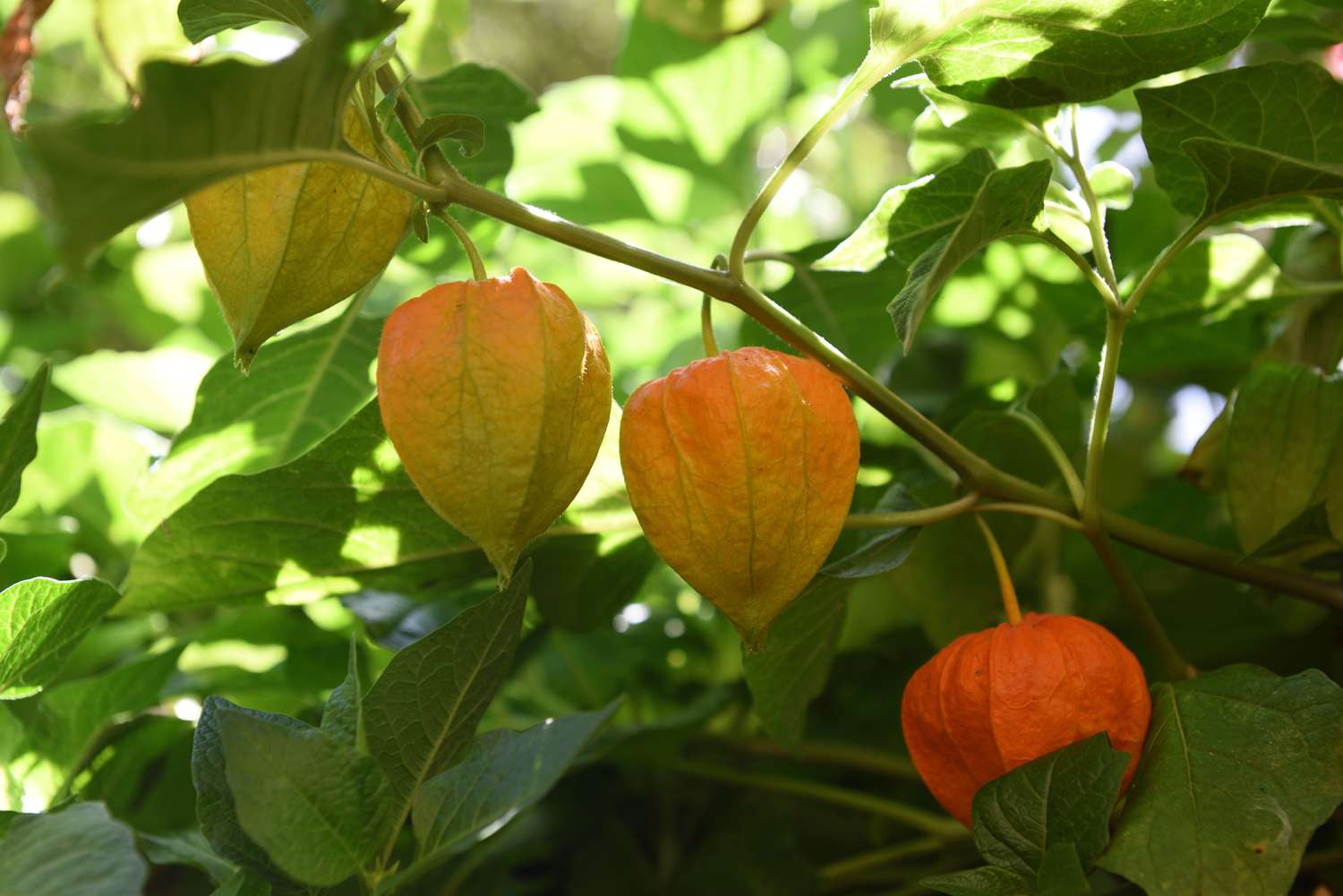 Closeup of ground cherry in the garden