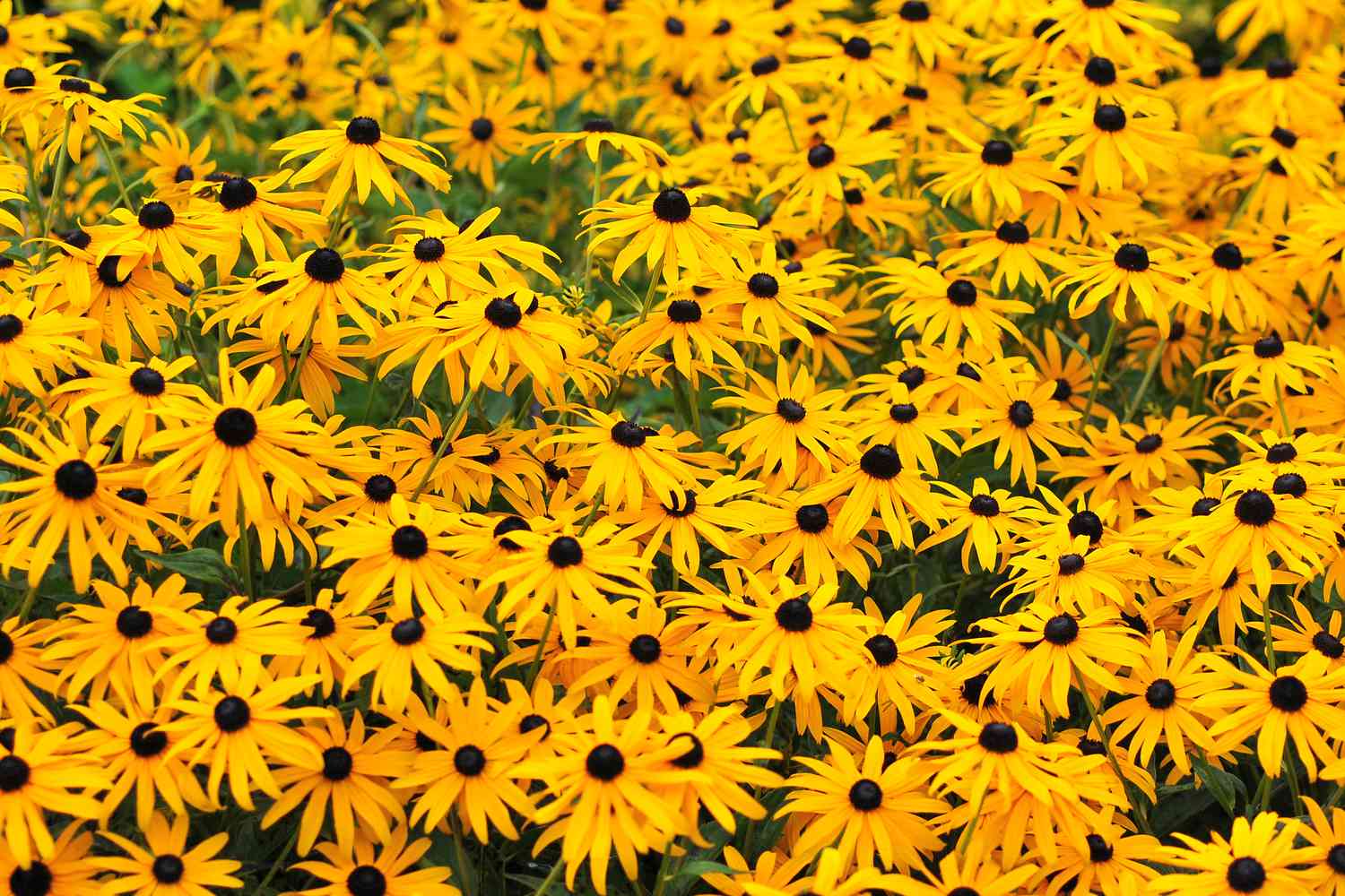 Black-eyed Susans