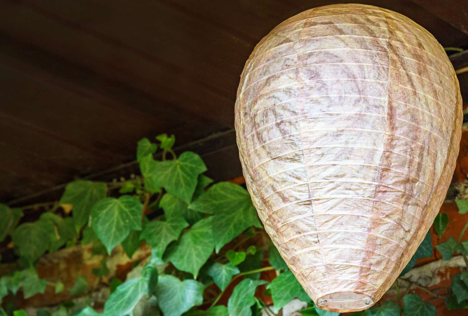 A paper wasp nest replica hanging near green ivy leaves