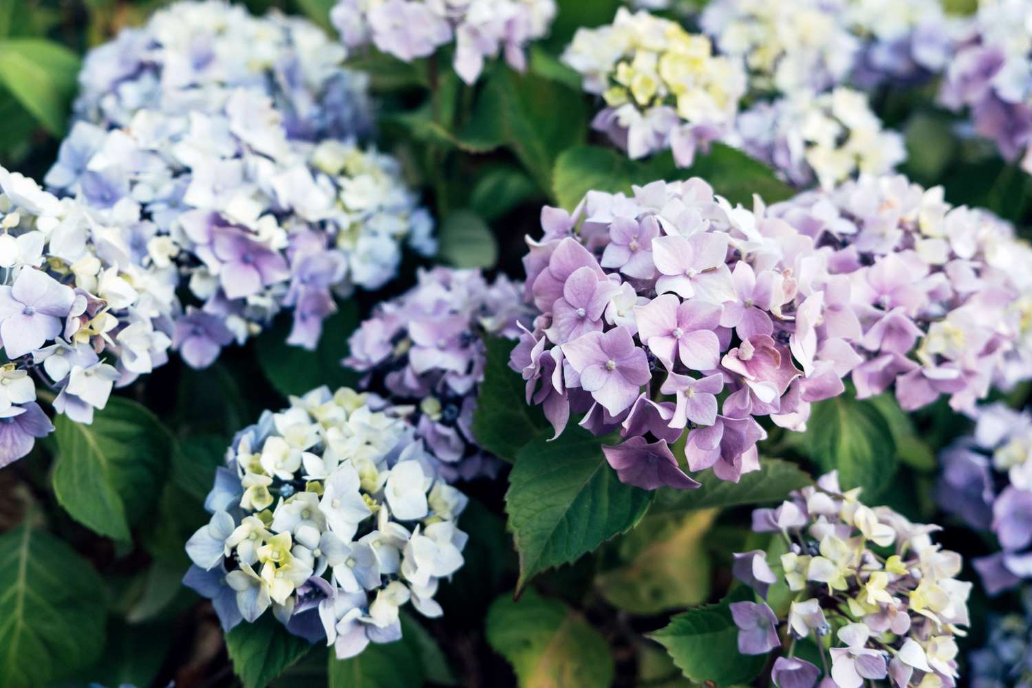 purple and blue hydrangeas