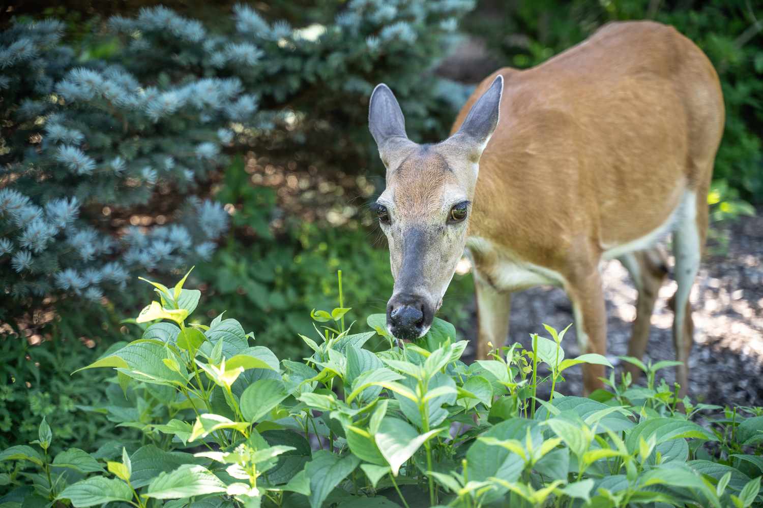 A deer grazing on leaves in a garden with shrubs and trees