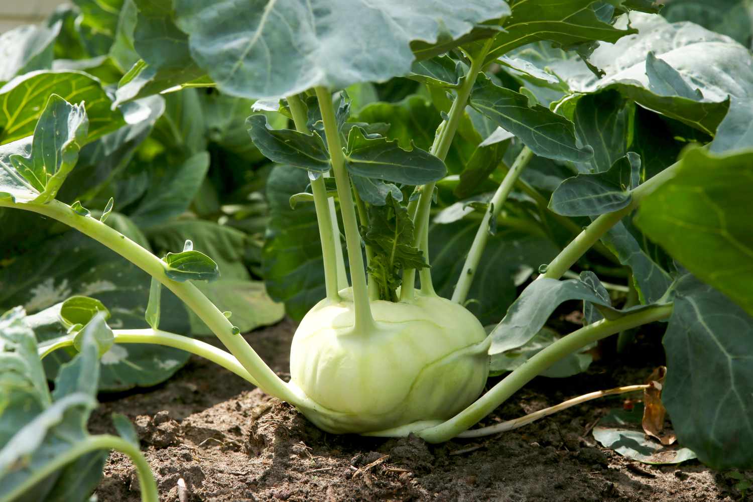 Kohlrabi Cabbage