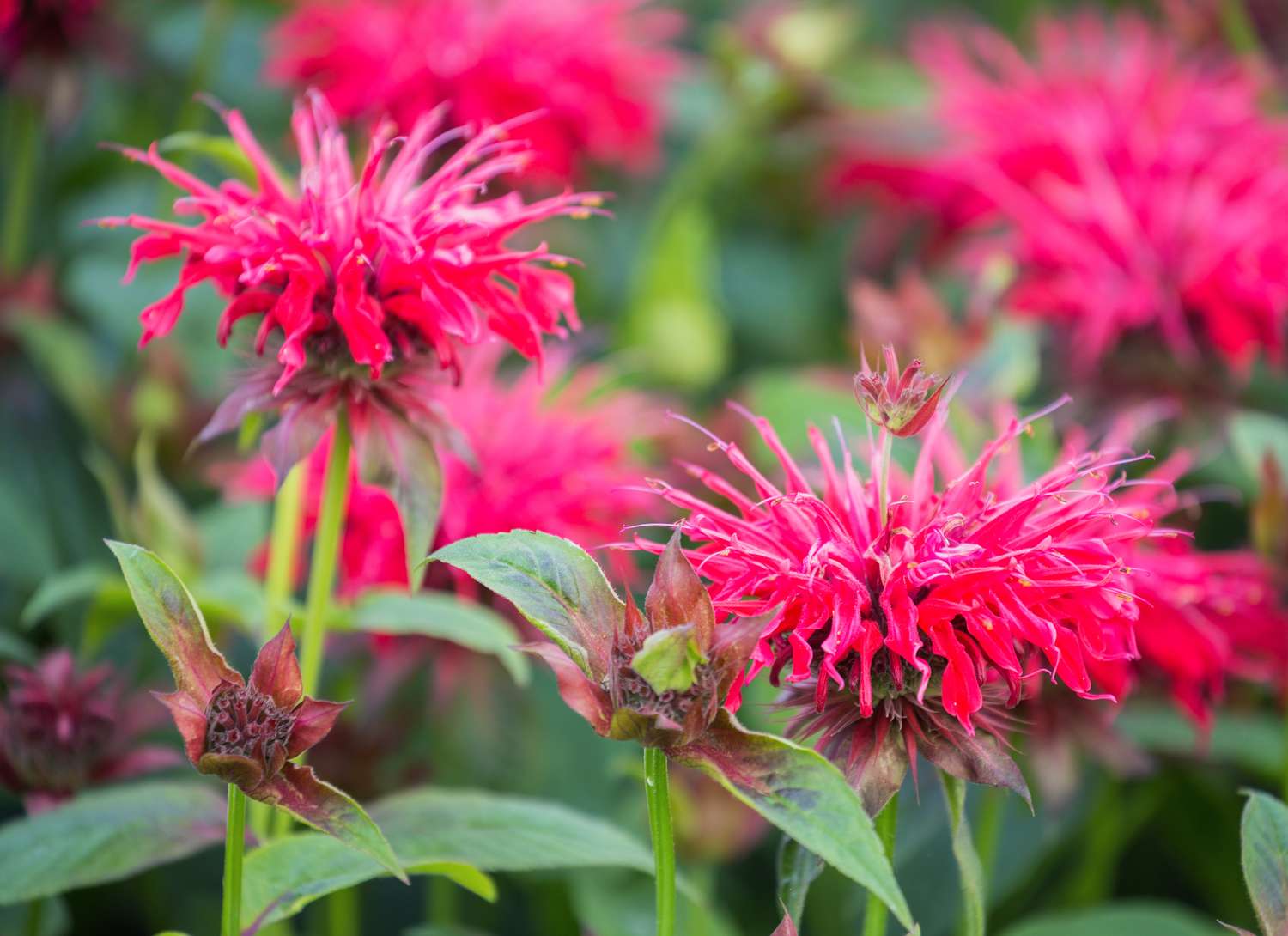 scarlet bee balm growing in a garden