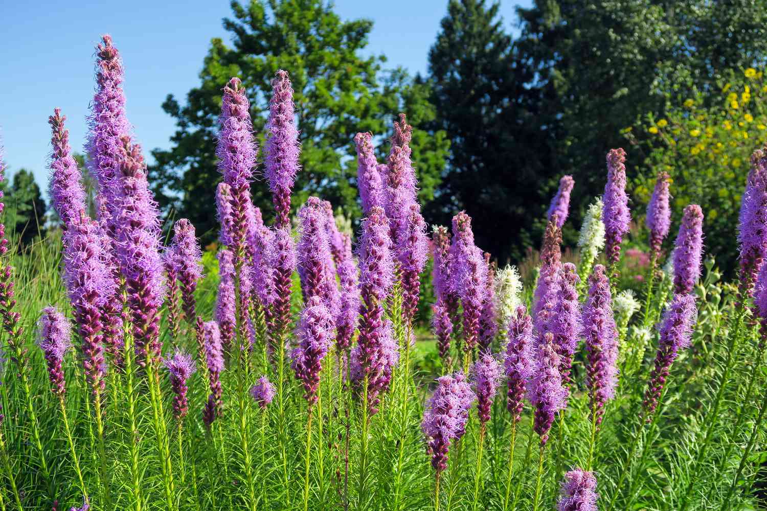 Blazing Star flowers