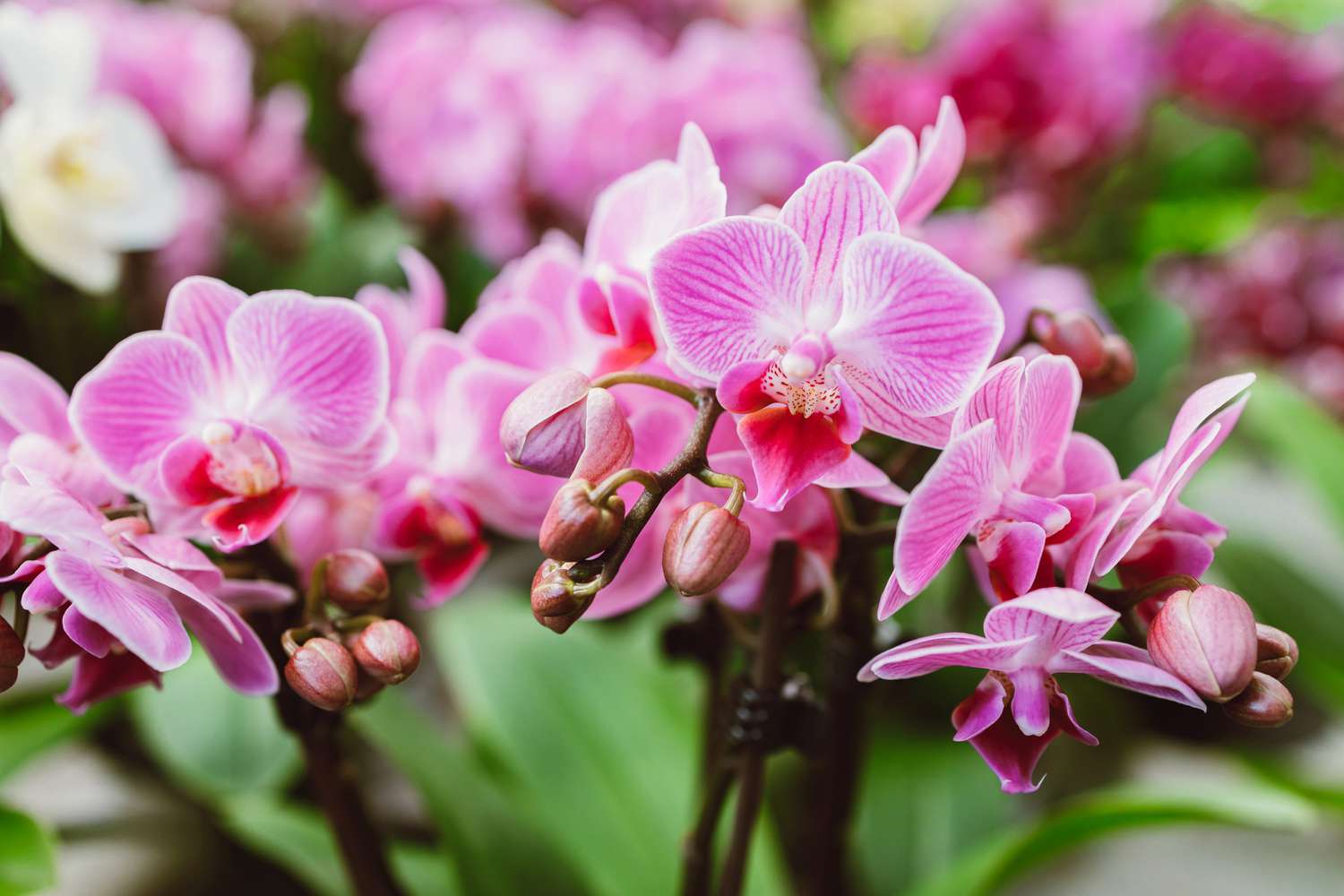 Beautiful pink orchid flowers close up.