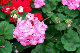 Geranium flowers in the garden (Pelargonium hortorum) 
