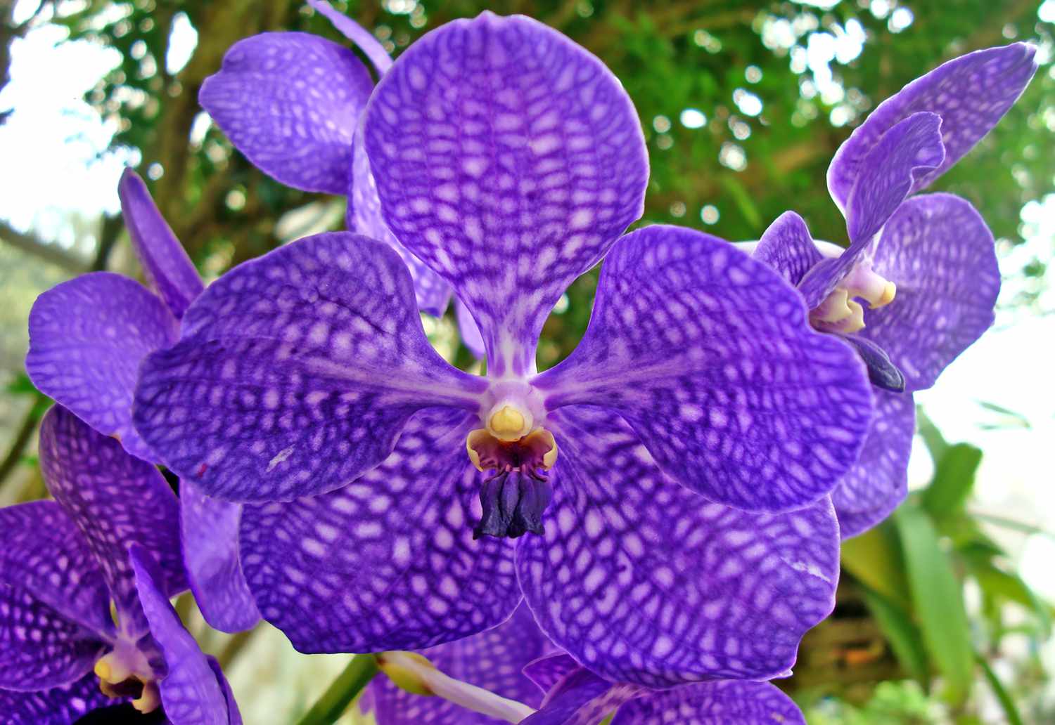 Purple vanda orchid