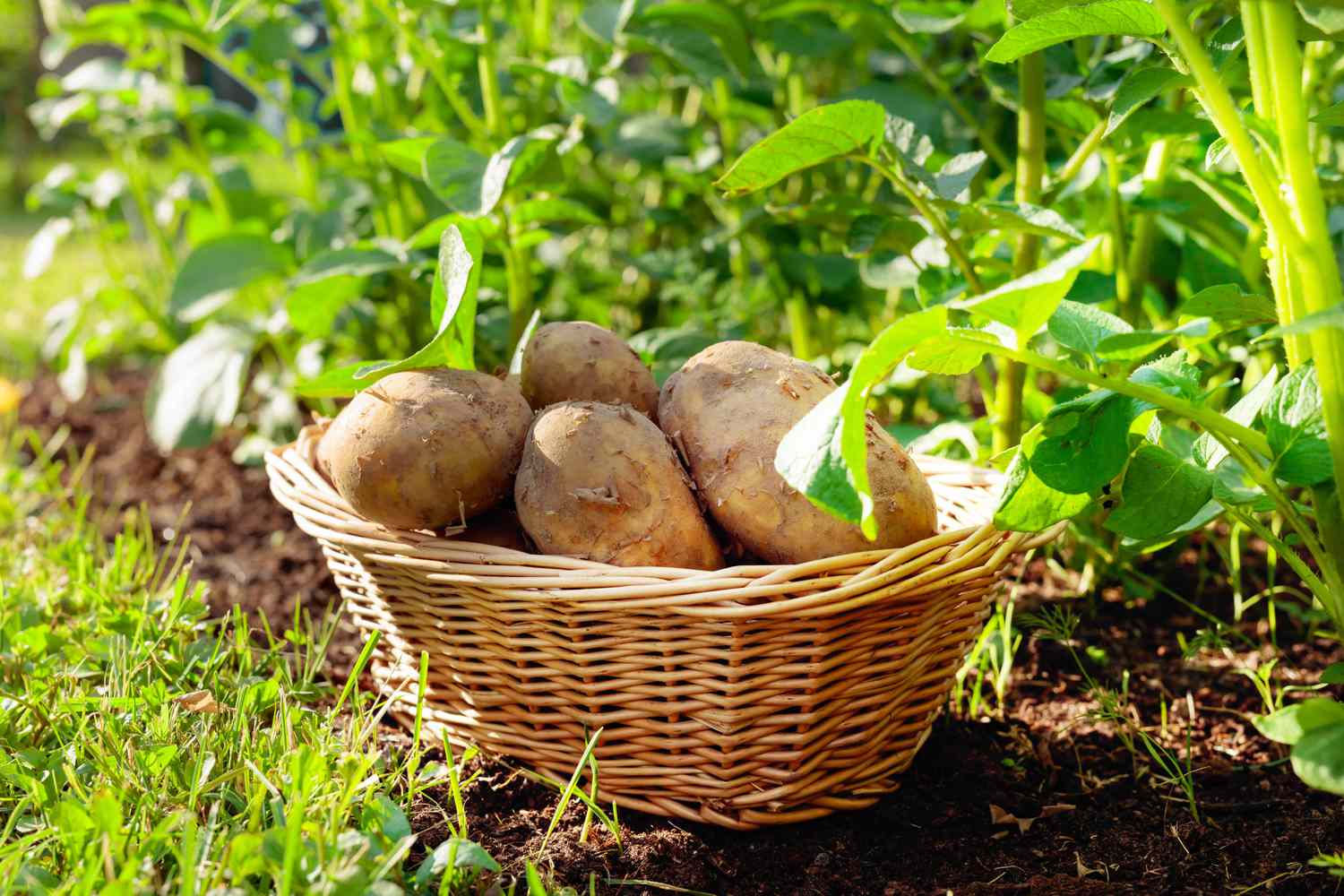 potatoes in garden