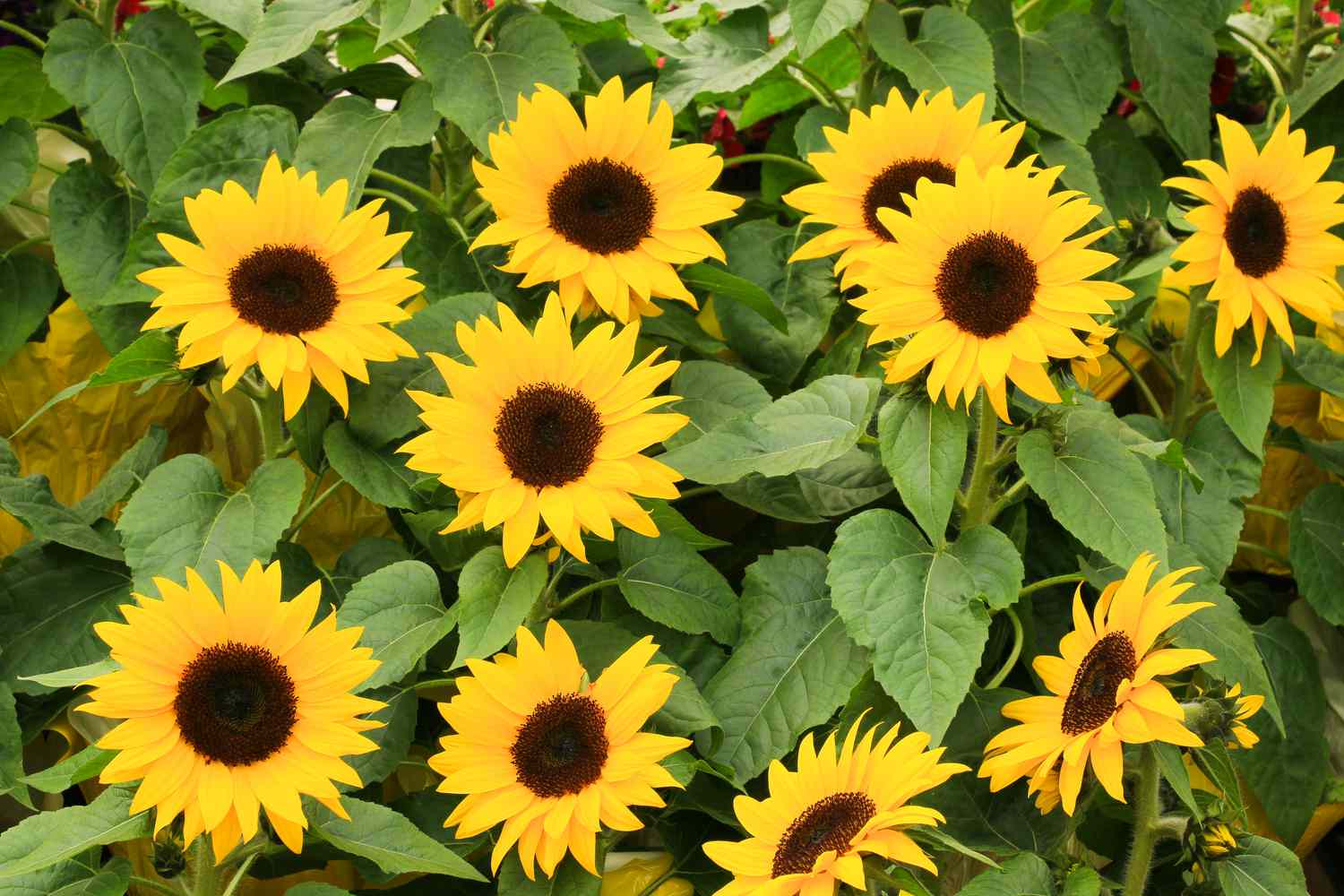 small elf sunflowers