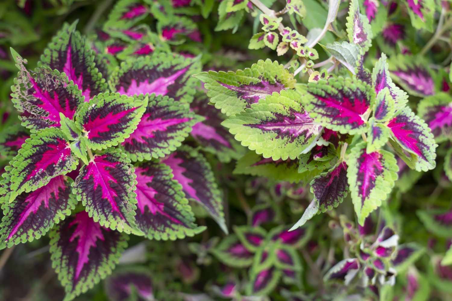 ornamental plant often used in gardens for its beautiful fusia, purple and green leaves