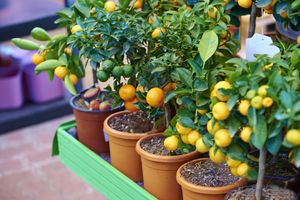 fruit trees in pots