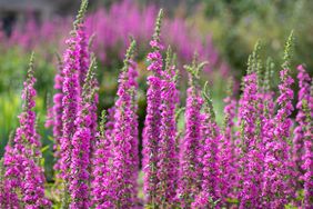 Tall spiked flowers in a garden setting