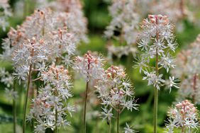 Foamflower Running Tapestry
