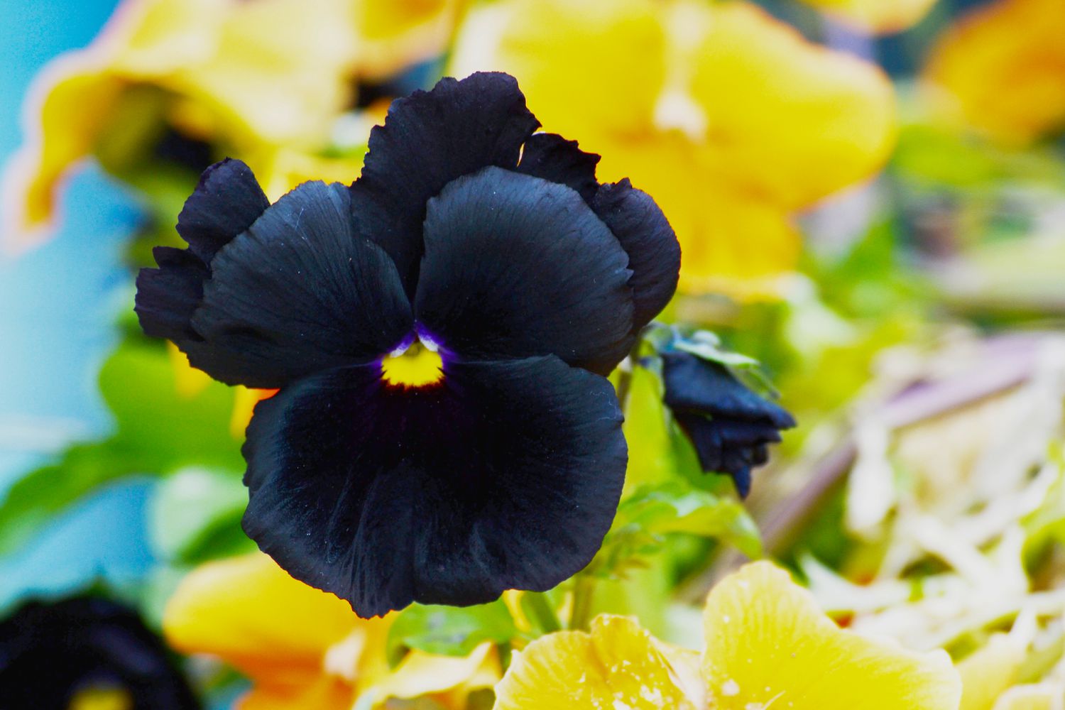 Black Beauty Pansy