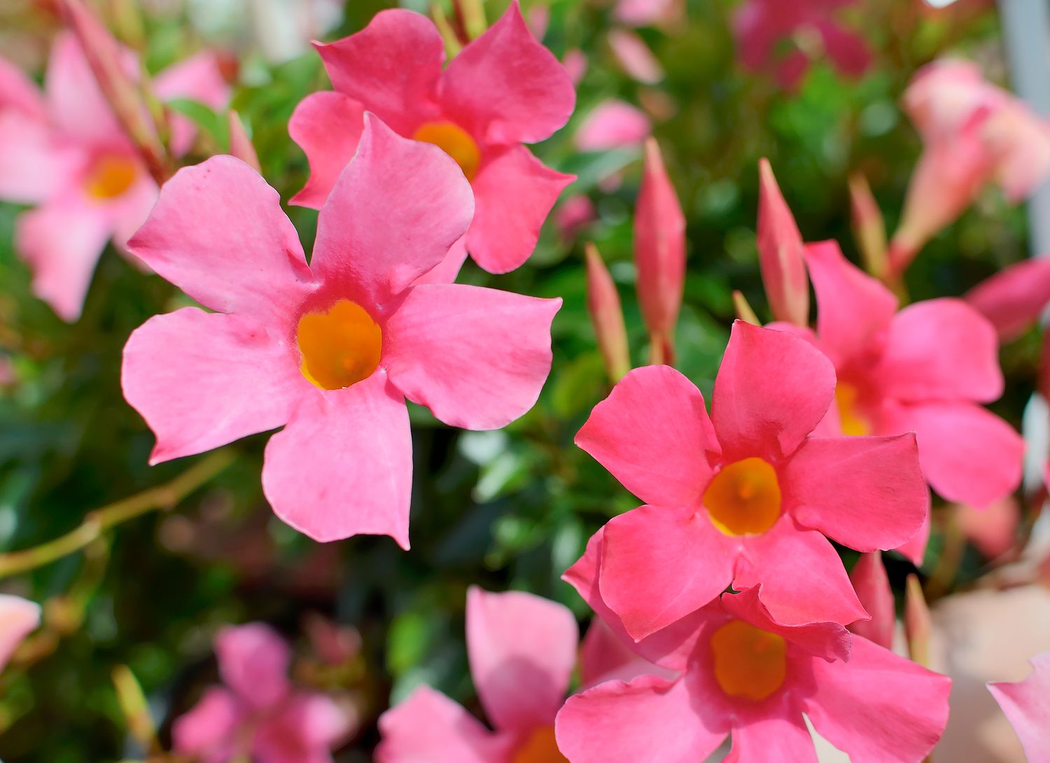 Mandevilla pink flowers in a garden