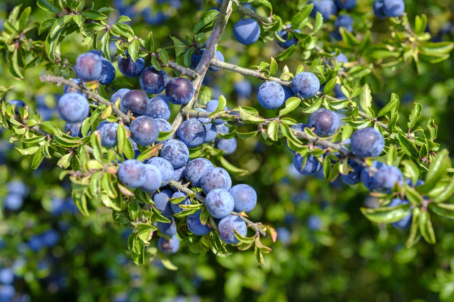 Blueberries in garden