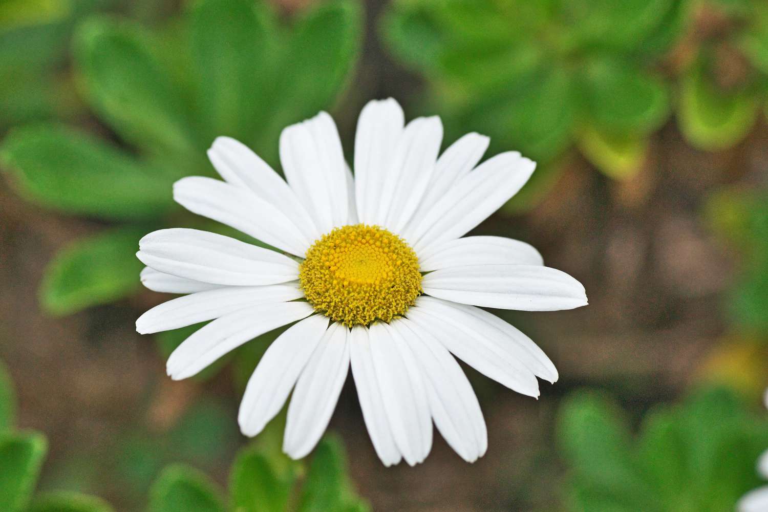 white montauk daisy close up