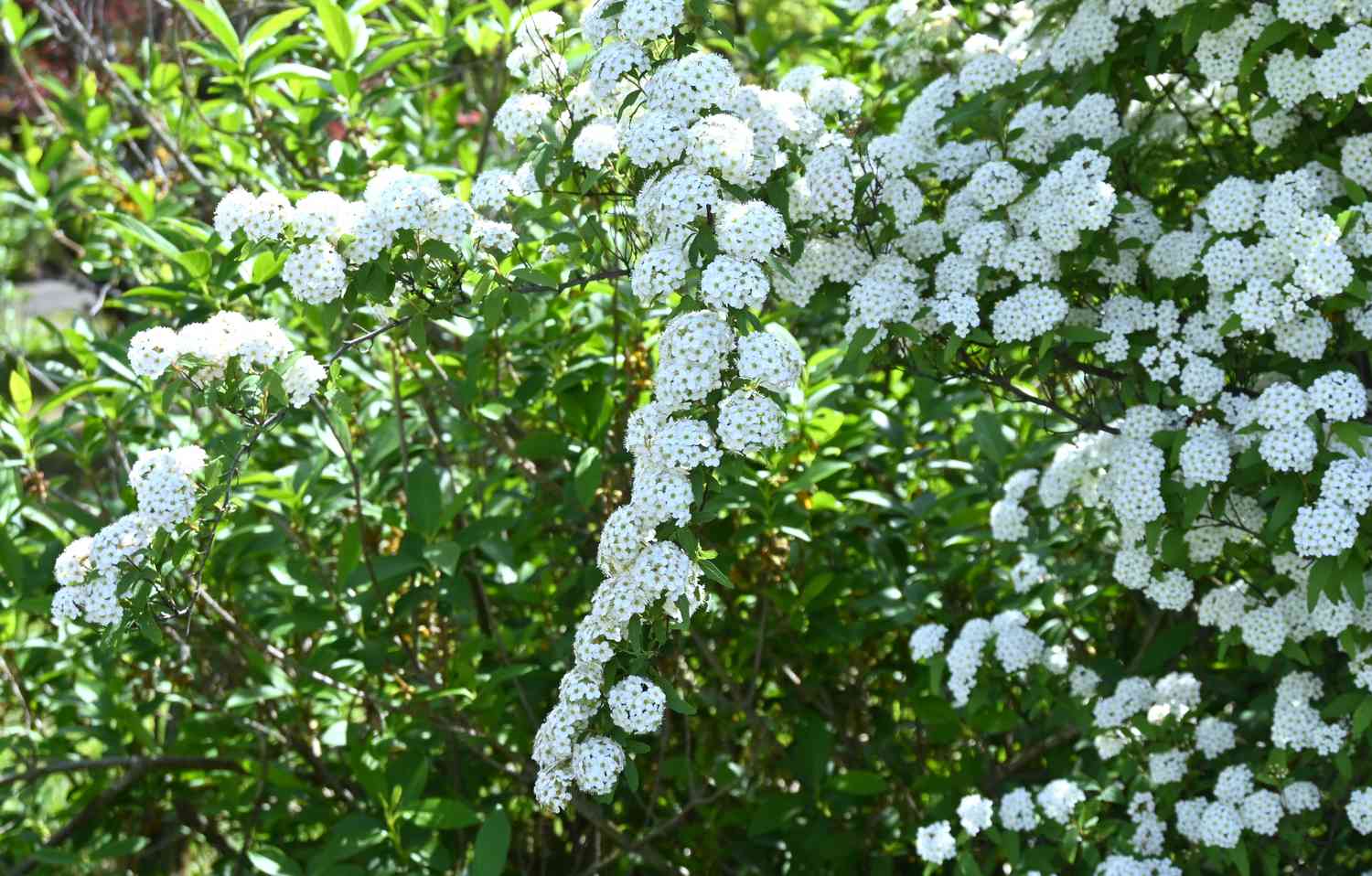 Reeves spirea clustering along a fence.