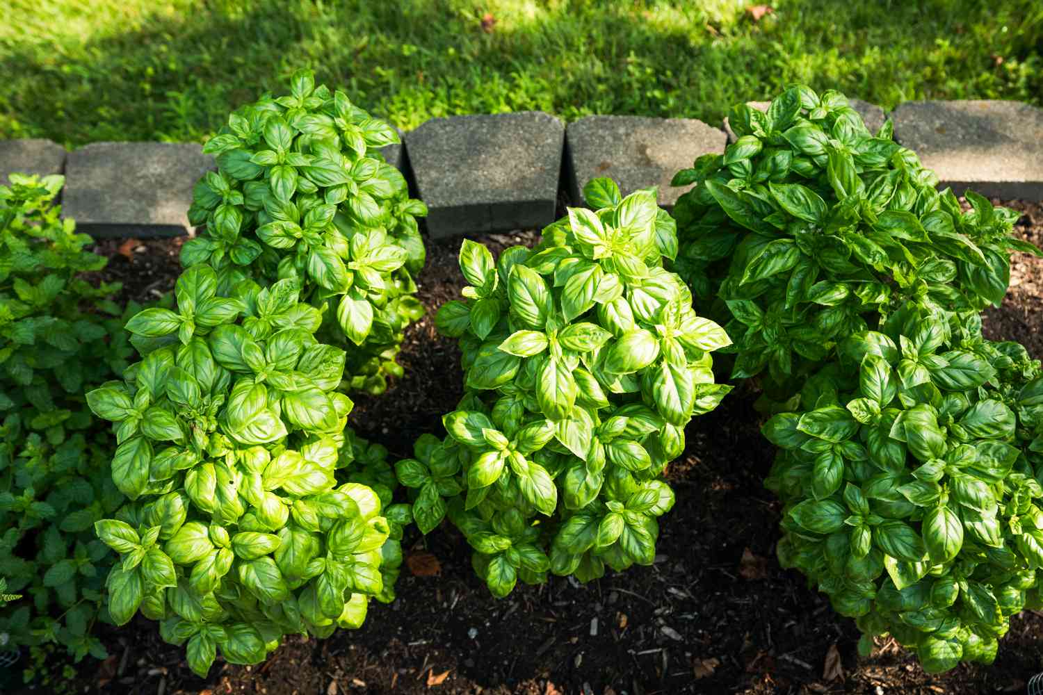 Basil herb garden