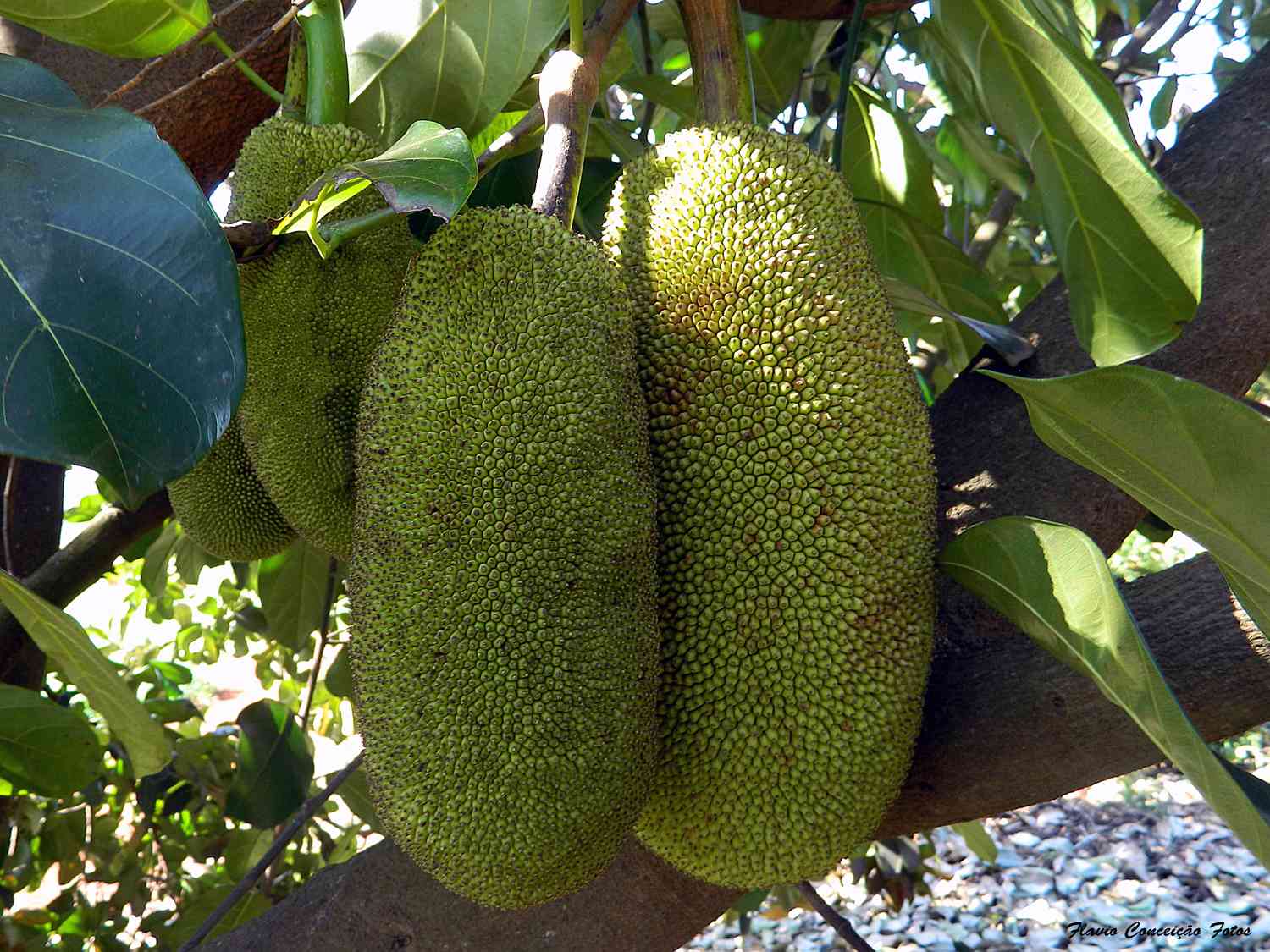 Jackfruit fruit
