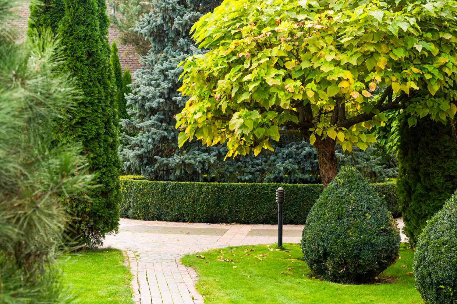Trees planted near curb 