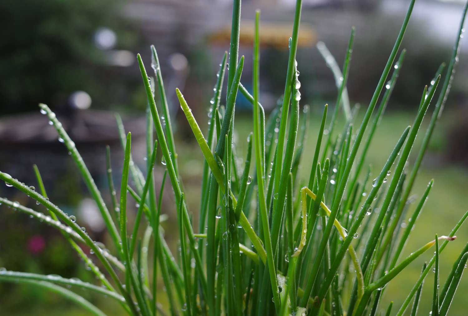 Raindrops on a chives plant