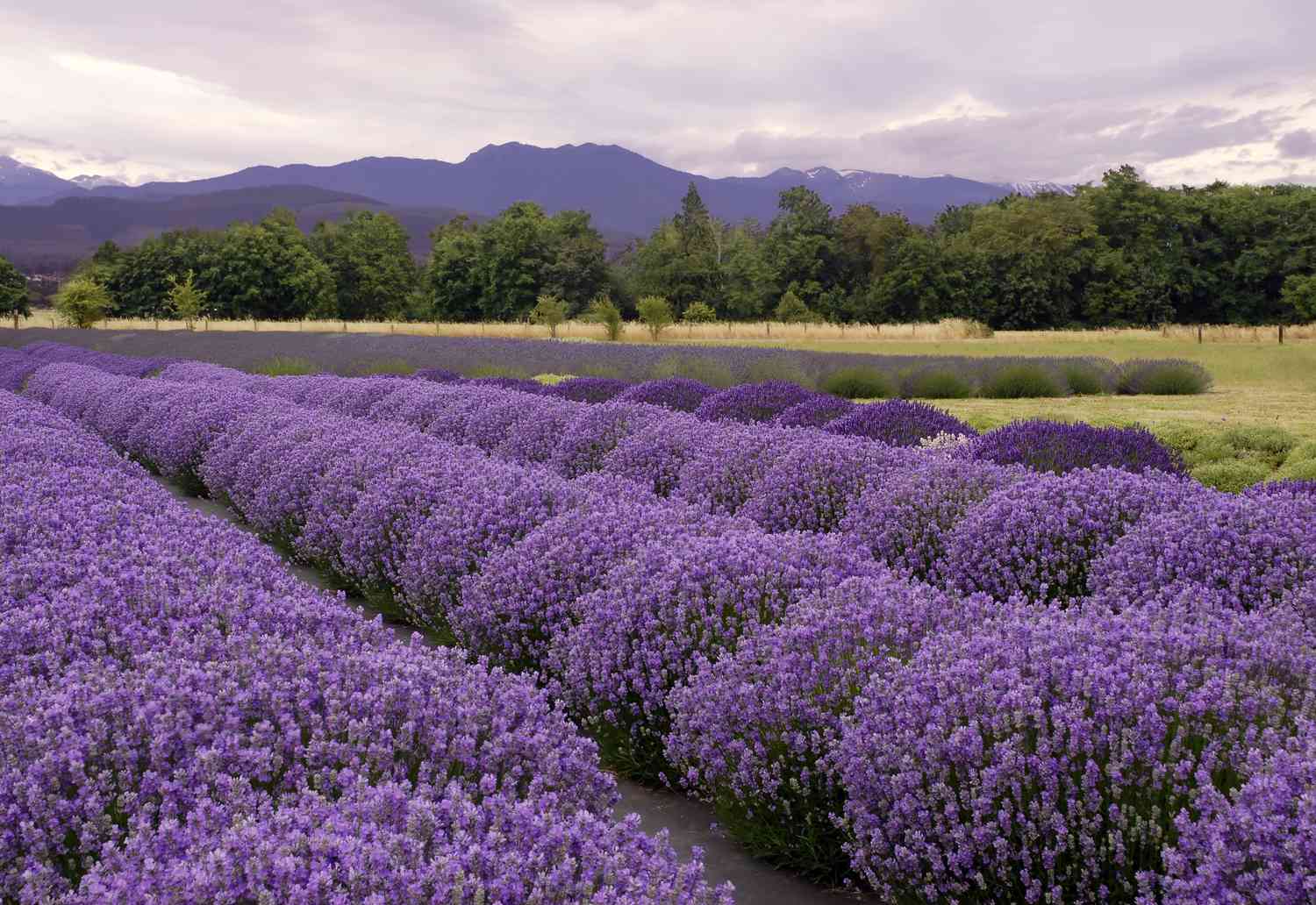 Purple Haze lavender farm in Washington