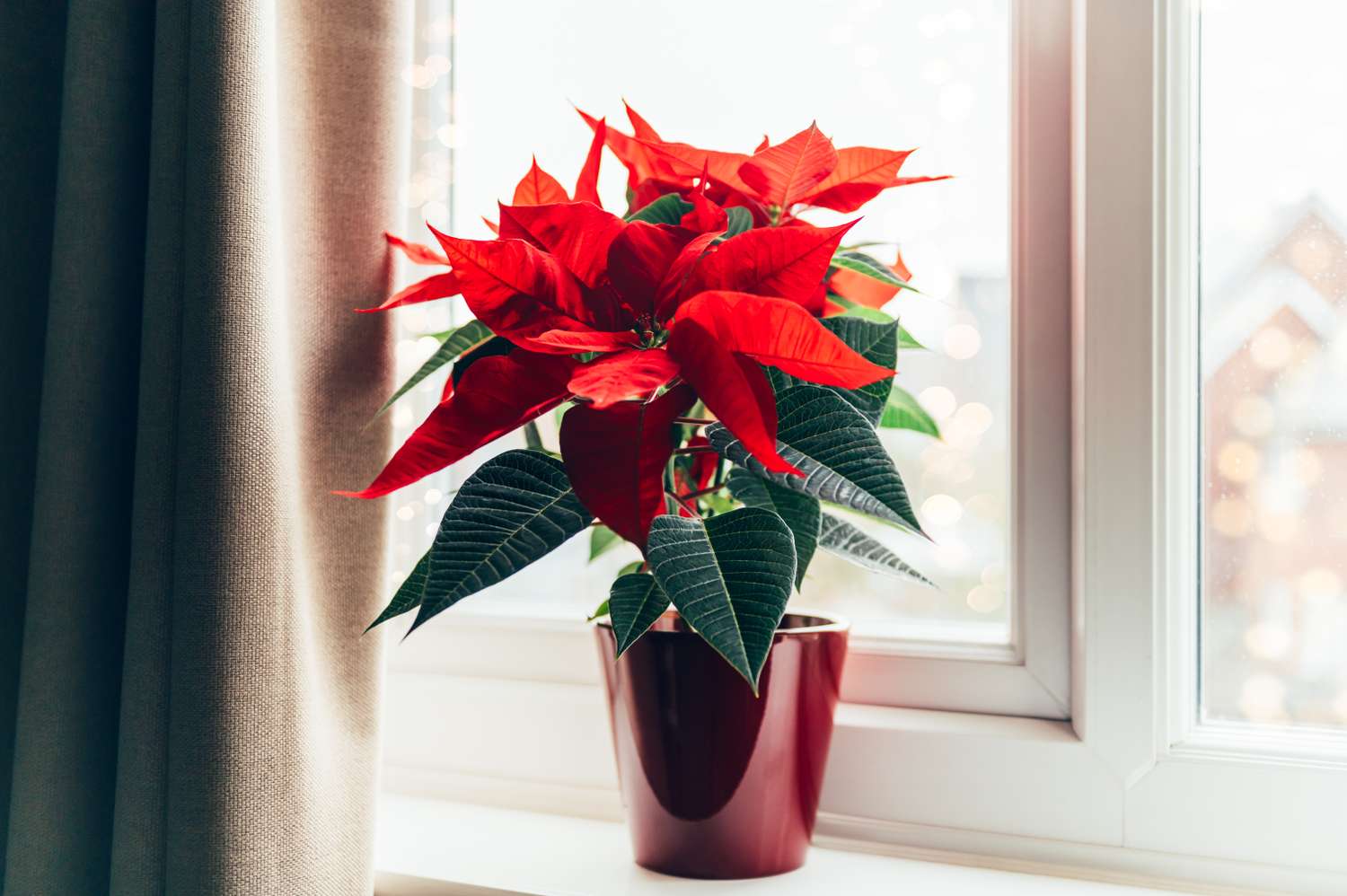 Poinsettia in a pot on a windowsill