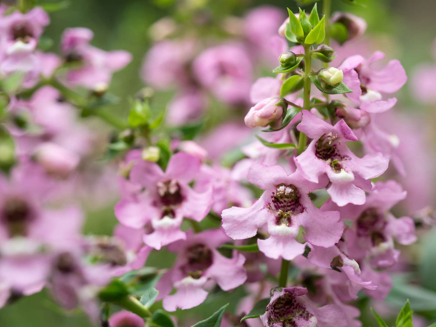 Summer snapdragon in pink blooms