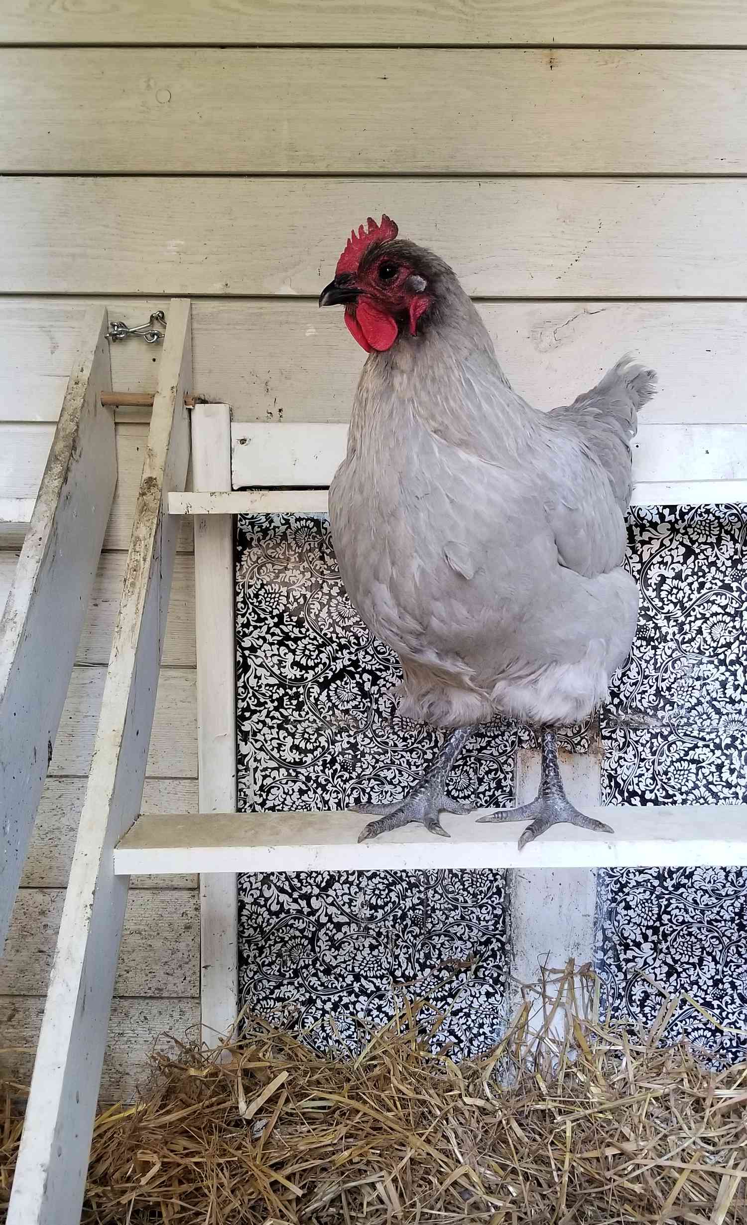 Wallpapered Chicken Coop 