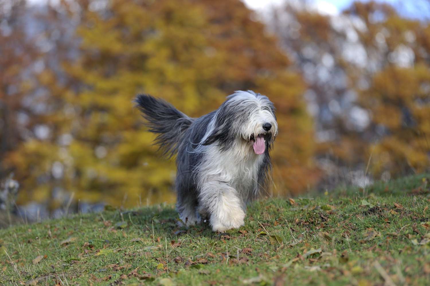 bearded collie walking outside