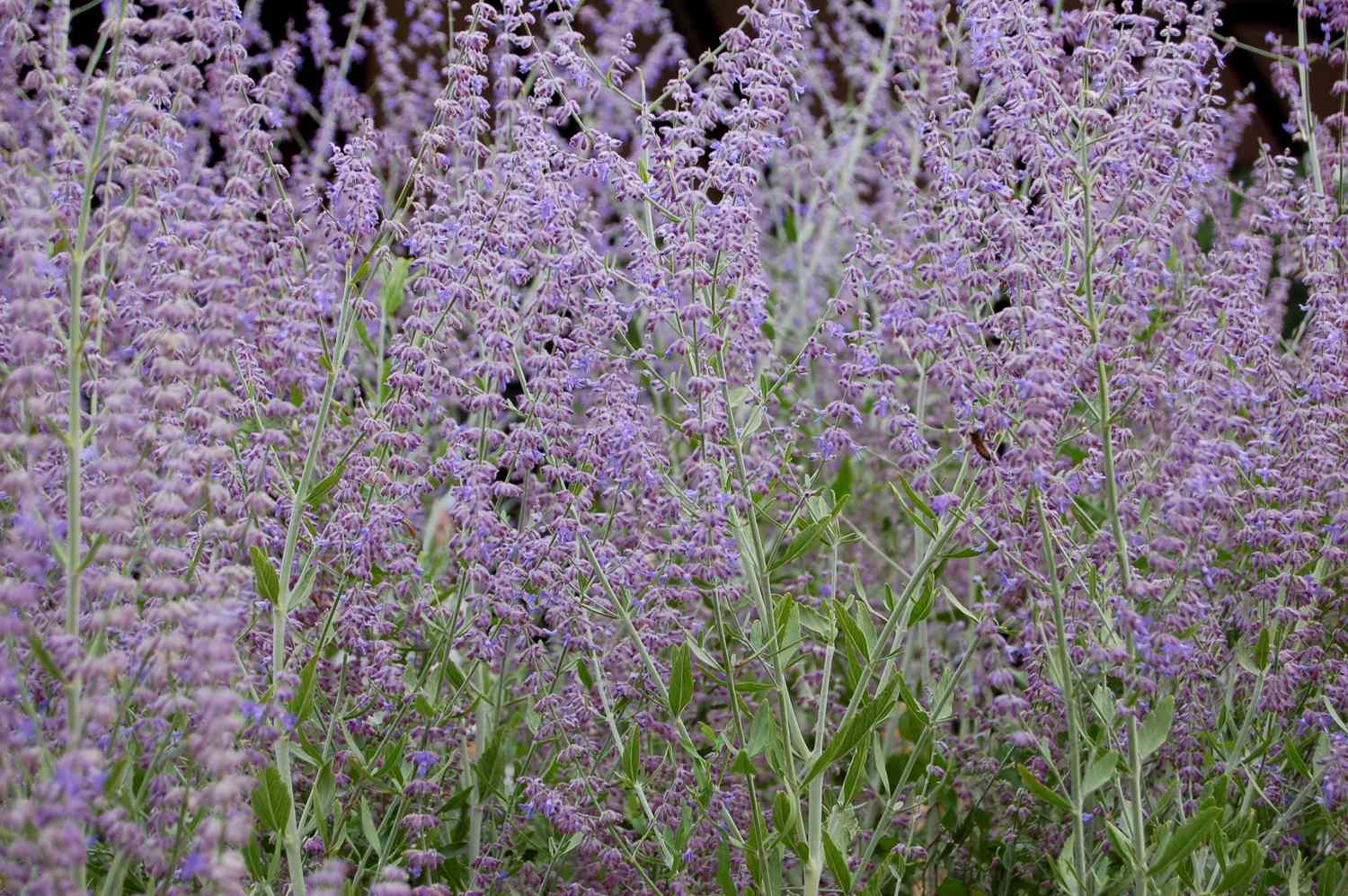 A closeup view of lavender plants with blooming flowers in a natural setting