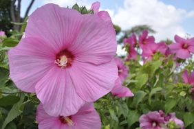 Closeup of a large pink hibiscus flower in a garden
