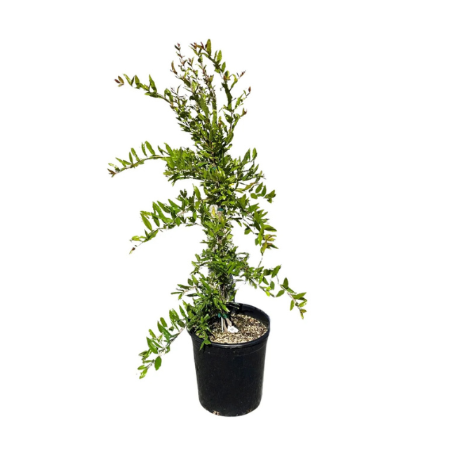A small potted plant with green foliage and a vertical growing pattern